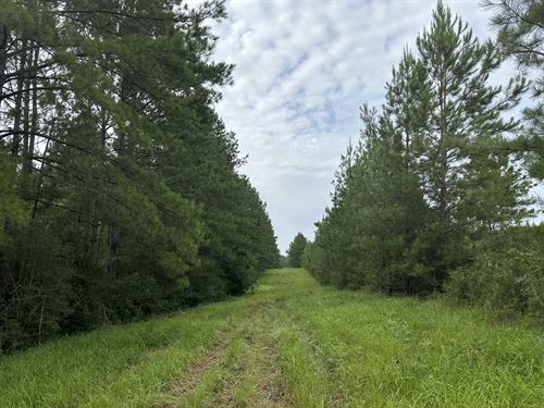Sunny Lane Tract : Lucedale : George County : Mississippi