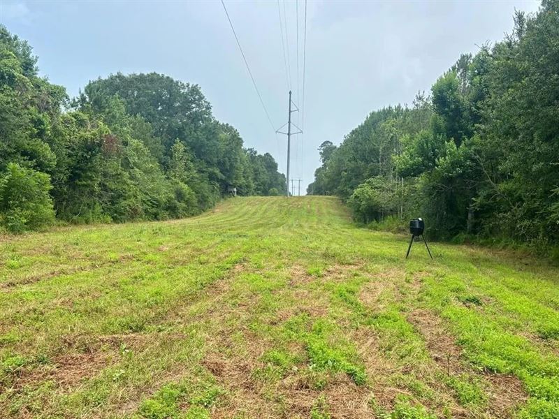 Land for Sale in St Helena Parish : Greensburg : Saint Helena Parish : Louisiana