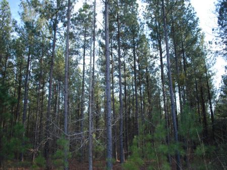 Timber / Hunting On Tyger River : Union : Union County : South Carolina