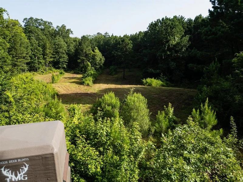 Hunting Land in Woodville, Ms, 125 : Woodvile : Wilkinson County : Mississippi