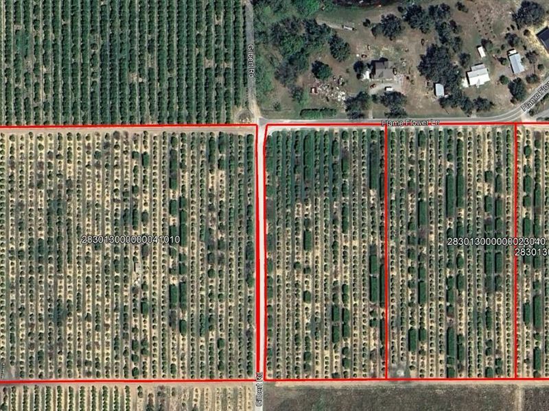 30 Acre Lake Wales Citrus Grove : Lake Wales : Polk County : Florida