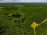 Cowpen Hunting & Timberland : Springfield : Effingham County : Georgia