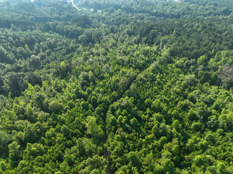 59 Acres of Hunting Land in Cle : Heflin : Cleburne County : Alabama