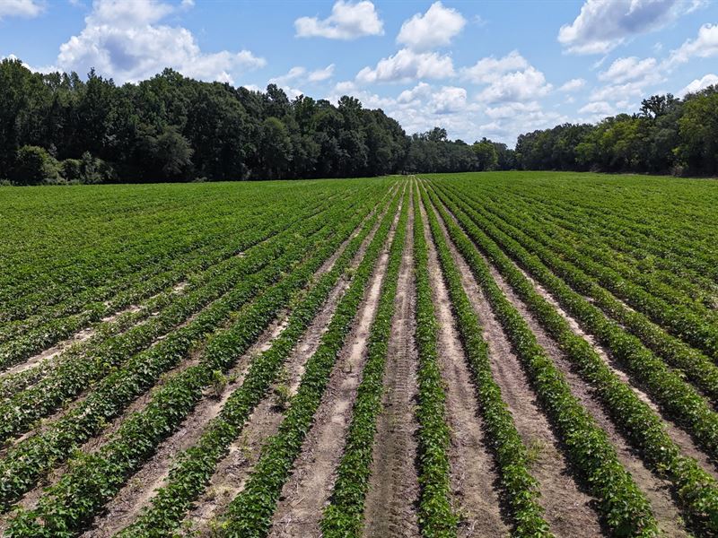20.76 Taylor County Mini Farm : Renyolds : Taylor County : Georgia