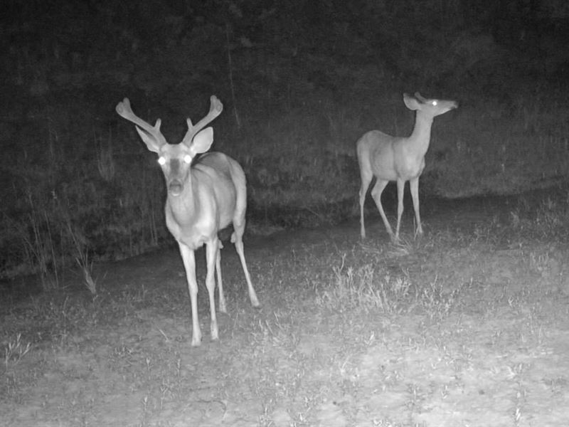 40 Acre Hunting Tract : Altha : Calhoun County : Florida