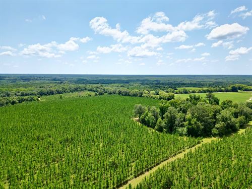 73.5 Acres Randolph Co : Coleman : Randolph County : Georgia