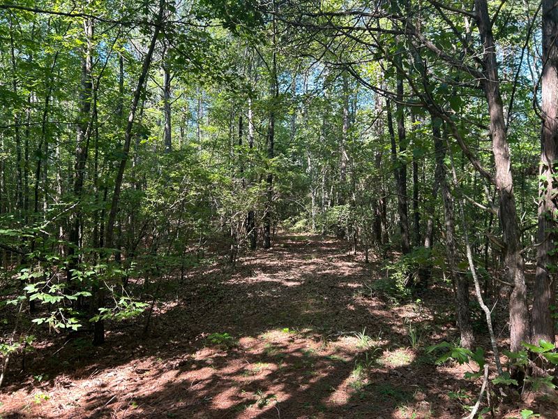42.5 Acres in Benton County, MS : Ashland : Benton County : Mississippi