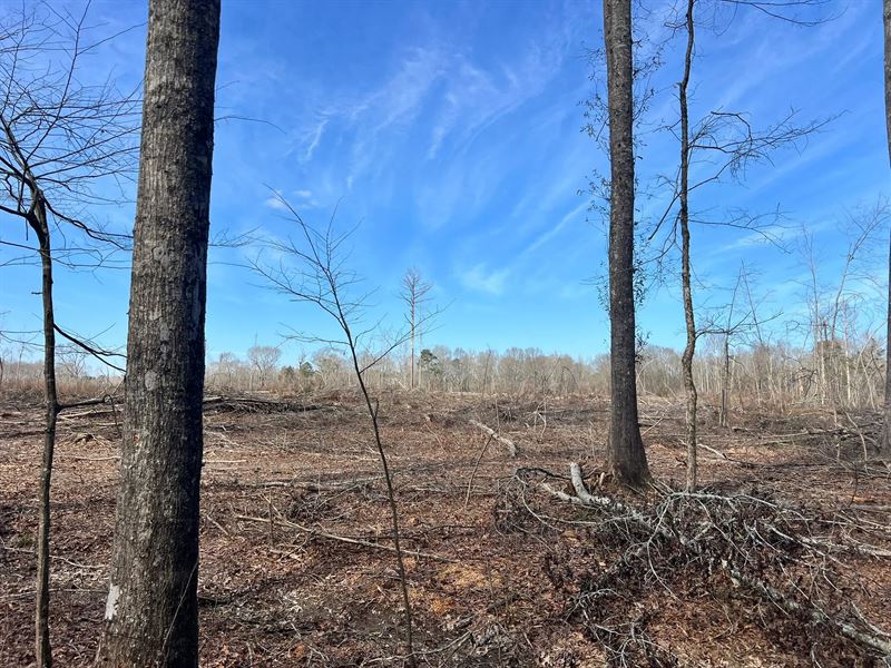 70 Acres in Scott County, MS : Forest : Scott County : Mississippi