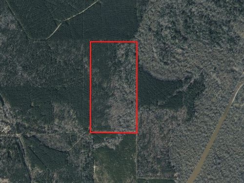 LA Grant 80 Acres : Pollock : Grant Parish : Louisiana