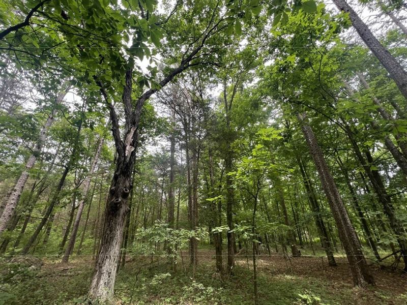 21 Acre Timber Property for Sale : Farmington : Saint Francois County : Missouri