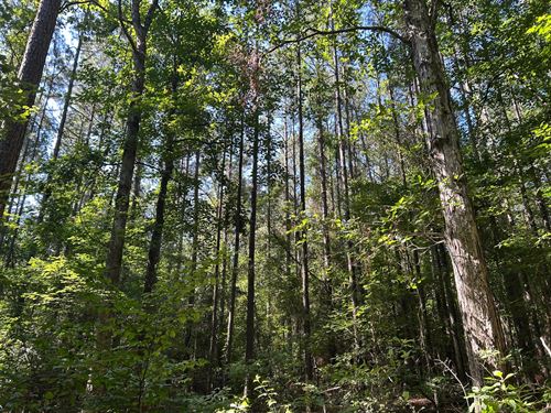 40 Acres In Rankin County, MS : Brandon : Rankin County : Mississippi