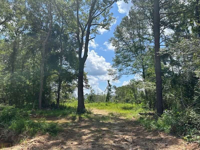 178.8 Acres in Rankin County, MS : Braxton : Rankin County : Mississippi