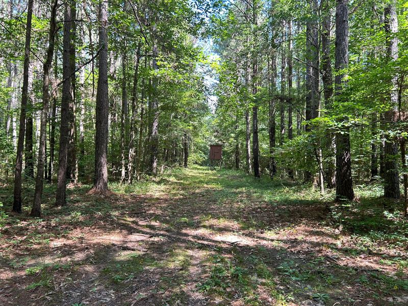 203 Acres Rankin County, MS : Brandon : Rankin County : Mississippi