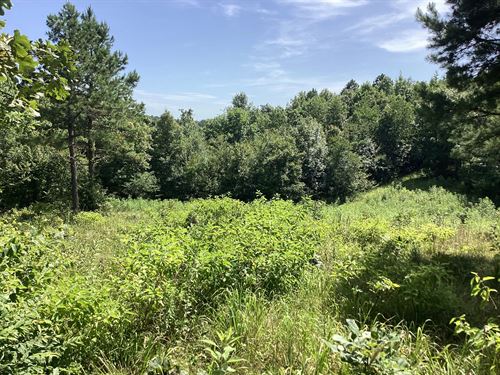 40 Acres West Tract : Grannis : Polk County : Arkansas