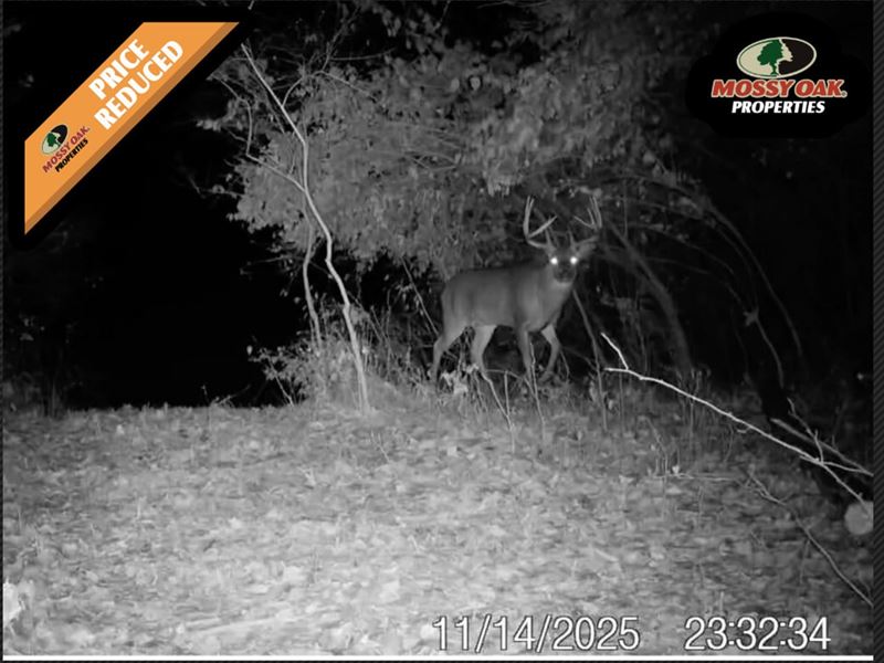 26 Acres of Pristine Hunting Ground : Manitou Beach : Lenawee County : Michigan