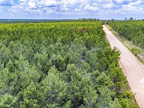 20.3 Ac Lot 2 Homesite All High : Marianna : Jackson County : Florida