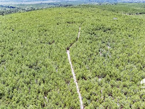 95.4 Ac Lot 3 Homesite All High : Marianna : Jackson County : Florida