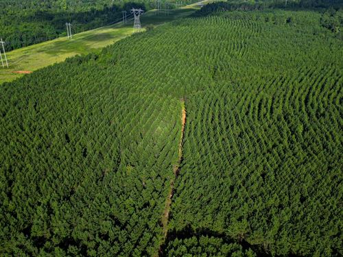 Bartow Pines : Bartow : Jefferson County : Georgia