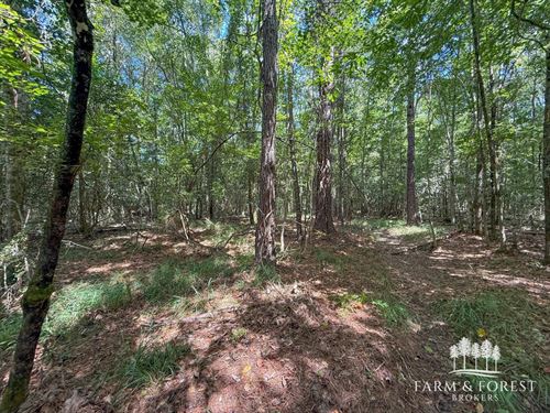 46 Acres County Road 207 Northwest : Jack : Coffee County : Alabama