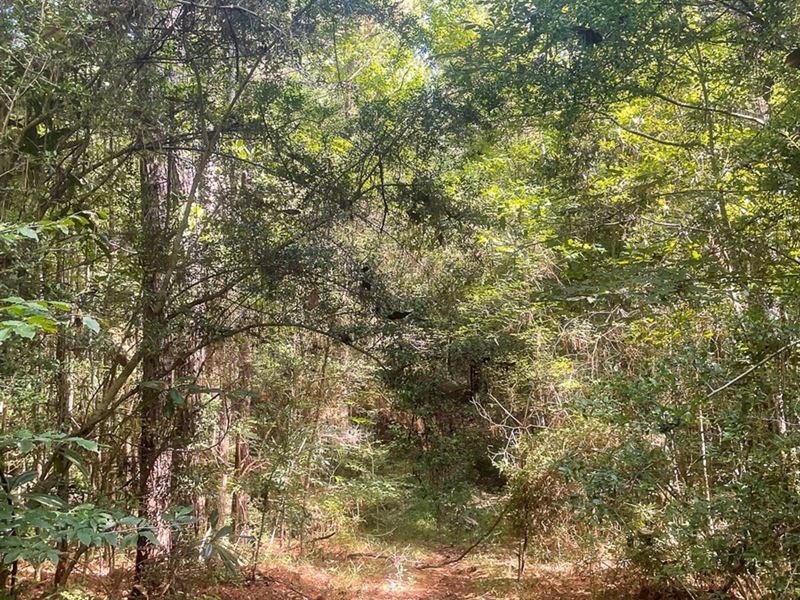 38 Acres, FM 1414 : Burkeville : Newton County : Texas