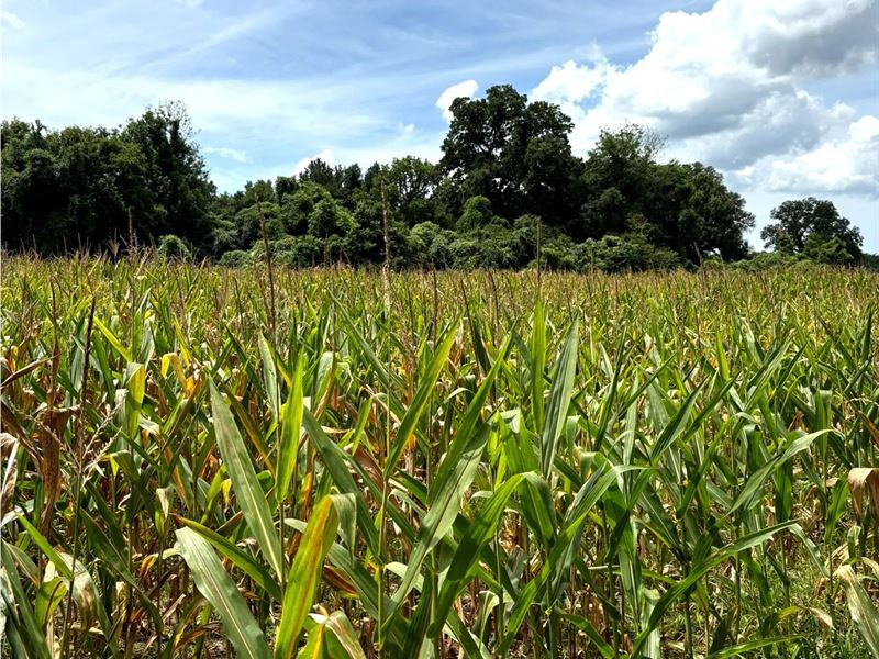 160 Acres in Sharkey County in Angu : Anguilla : Sharkey County : Mississippi
