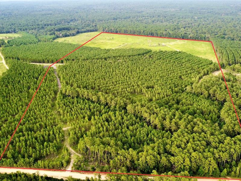 Polk County, 122.59 Acres : Livingston : Polk County : Texas