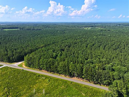 Loblolly Legacy 165 Acre Pine : Seagrove : Moore County : North Carolina