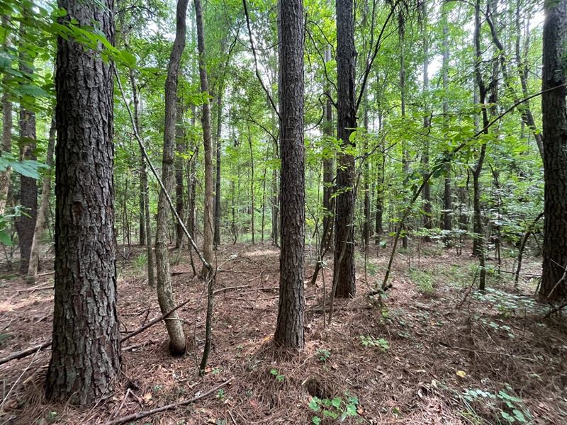 Springhill Church Road 70 Acre : Fayette : Fayette County : Alabama