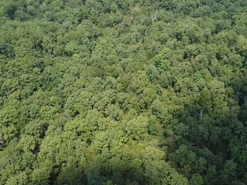 20 AC of Prime Recreational Land : Williamsville : Wayne County : Missouri