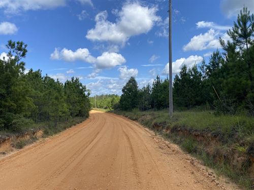 Firetower Road Tract, 379 Acres : Chatom : Washington County : Alabama