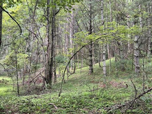 Private 63.08 Acre Wooded Tract : Mouth Of Wilson : Grayson County : Virginia