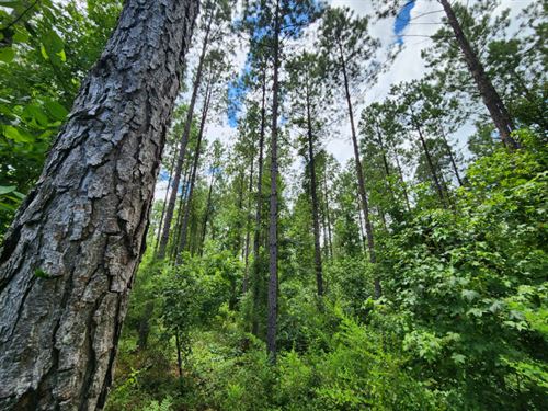 Camp Hill 3 : Camp Hill : Tallapoosa County : Alabama