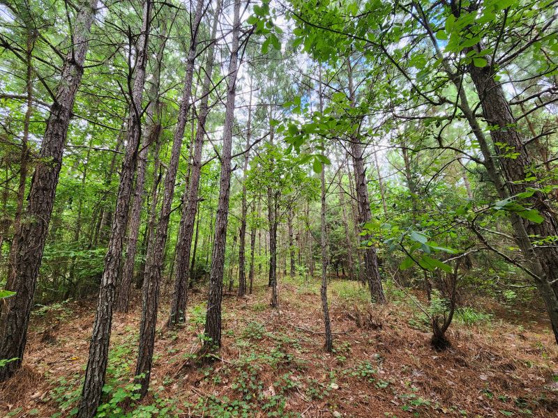 Camp Hill 5 : Camp Hill : Tallapoosa County : Alabama