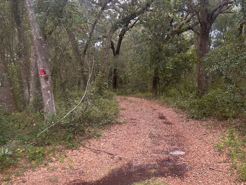 Marion County Hunting Retreat : Ocklawaha : Marion County : Florida