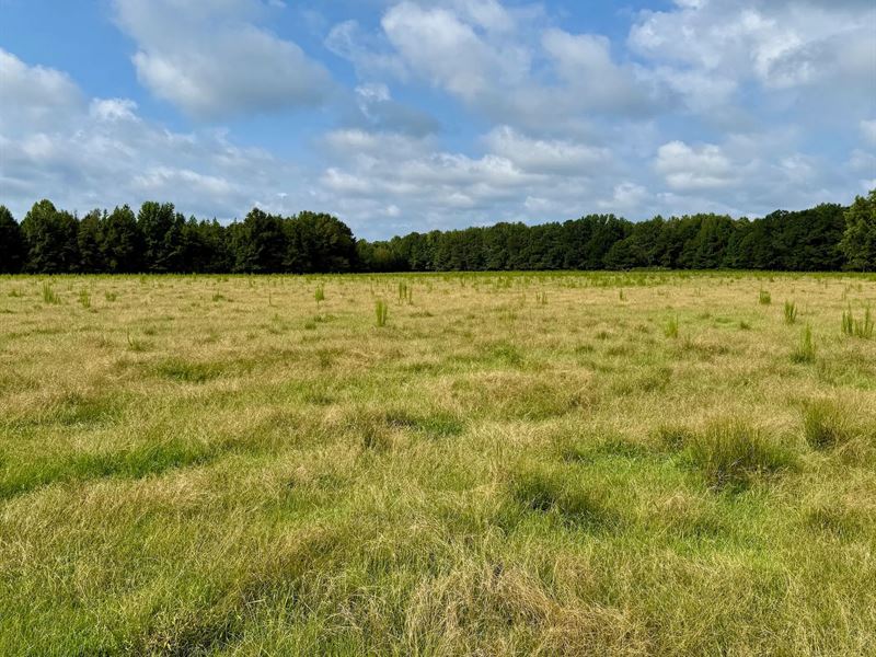30.56 Acres in Winston County, MS : Louisville : Winston County : Mississippi