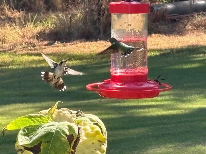 157 Acres with a Home in Panola Cou : Como : Panola County : Mississippi