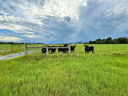 Cattle Farm on Allmon Rd : Butler : Taylor County : Georgia