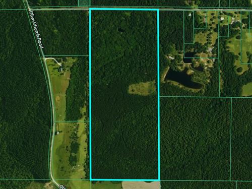 92 Acres of Timber, Wildlife : Lumberton : Pearl River County : Mississippi
