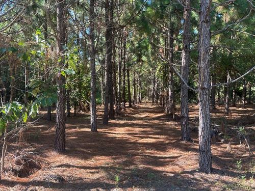 County Line Longleaf : Sylvania : Screven County : Georgia