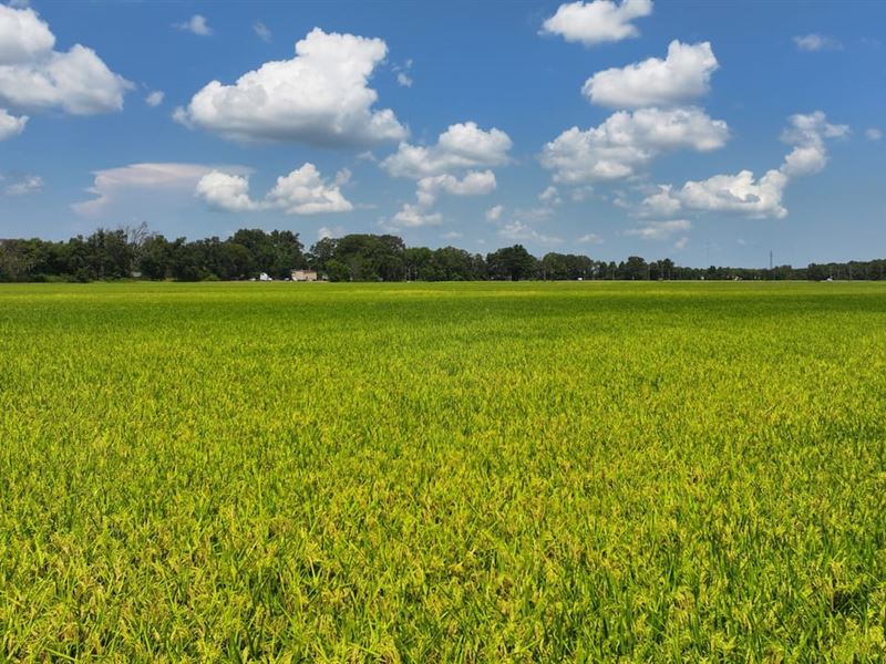 Precision Graded Farmland : Brinkley : Monroe County : Arkansas