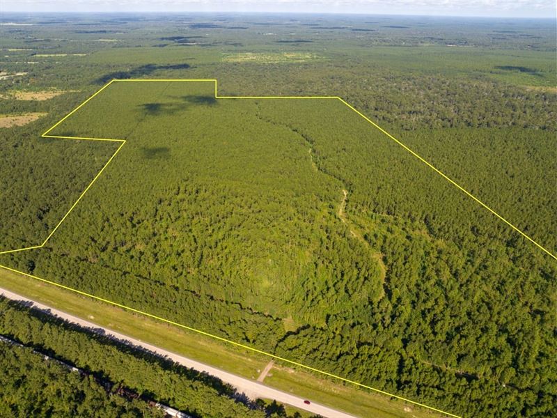 227 Acres, Highway 165, Allen Par : Kinder : Allen Parish : Louisiana