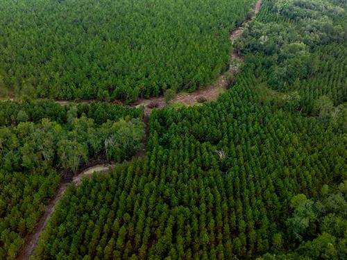 Watson Creek Timber : Lyons : Toombs County : Georgia