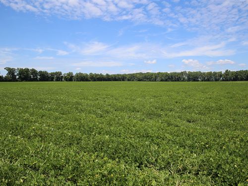 Ross Road 86 Acre Tract : Robersonville : Martin County : North Carolina