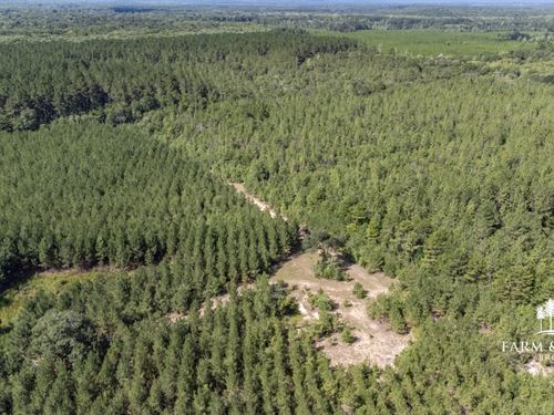 338 Ac Heavily Wooded Hunting : Westville : Holmes County : Florida