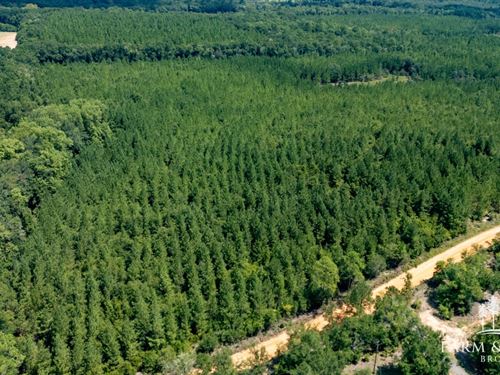 Alred Road Tract 6, 19.6 Ac : Westville : Holmes County : Florida