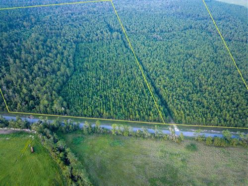 74 Acres, T-2, Starks Big Woods : Starks : Calcasieu Parish : Louisiana