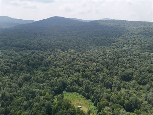 Belvidere Forest : Belvidere : Lamoille County : Vermont