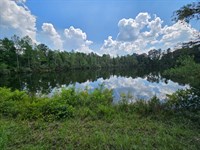 Hatcher Forest : Georgetown : Quitman County : Georgia