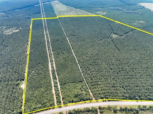 322 Acres, Highway 190, T-2, 287 : Woodville : Tyler County : Texas