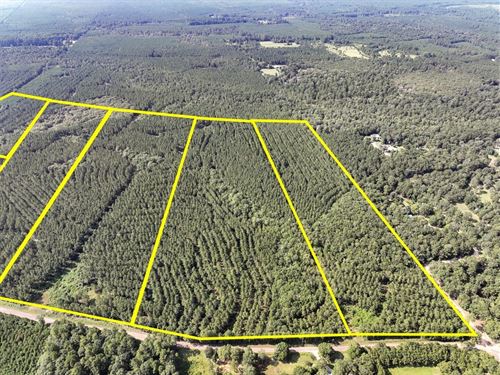 19 Acres, CR 1325, T-1, 285007 : Warren : Tyler County : Texas